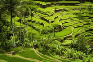 Yoga classes in Ubud